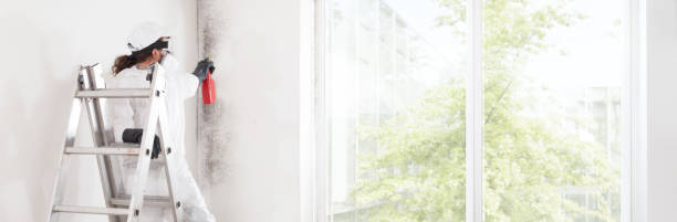 Best Attic Mold Removal  in Anchorage, KY